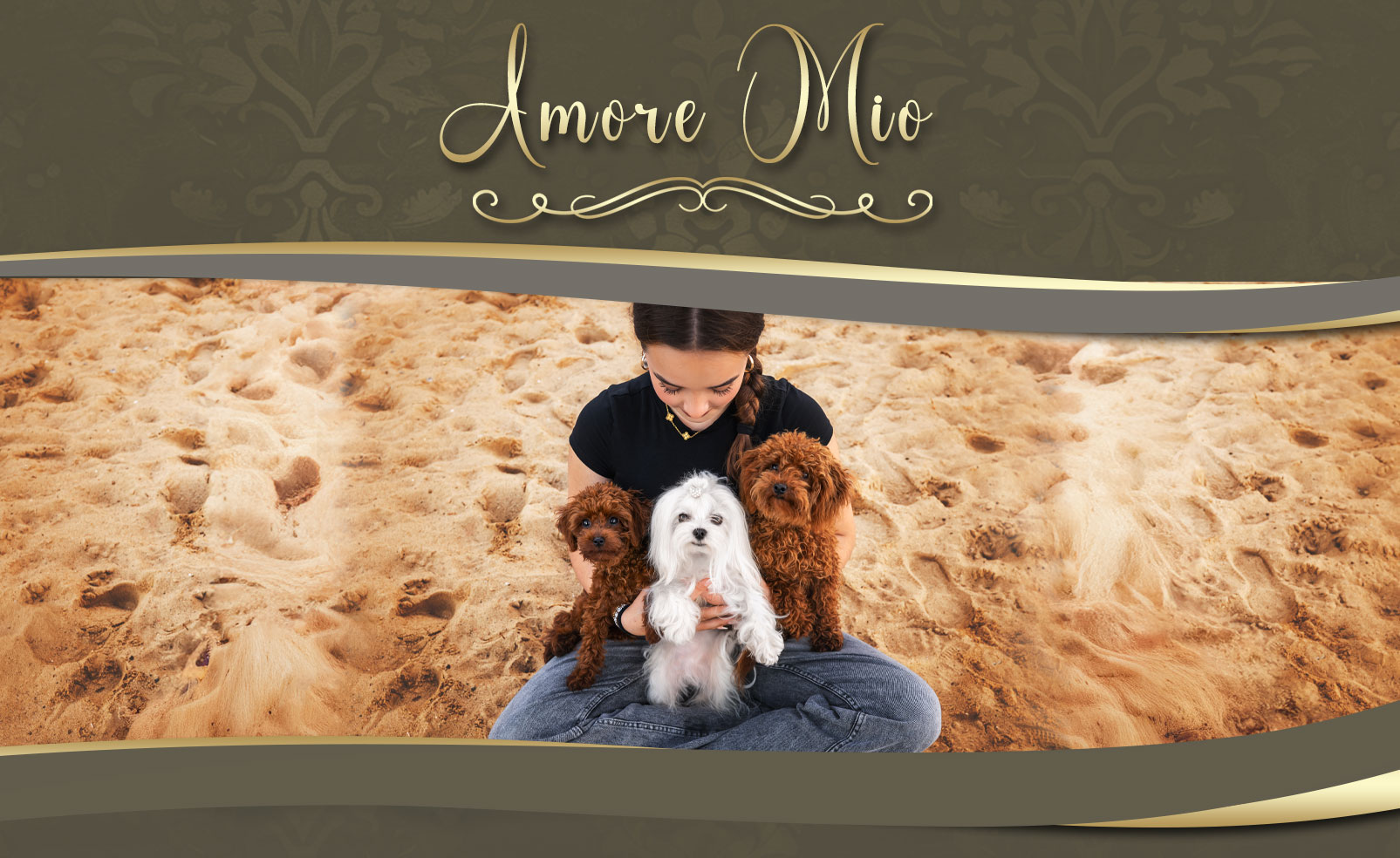 Amore Mio Pudel & Malteserzucht