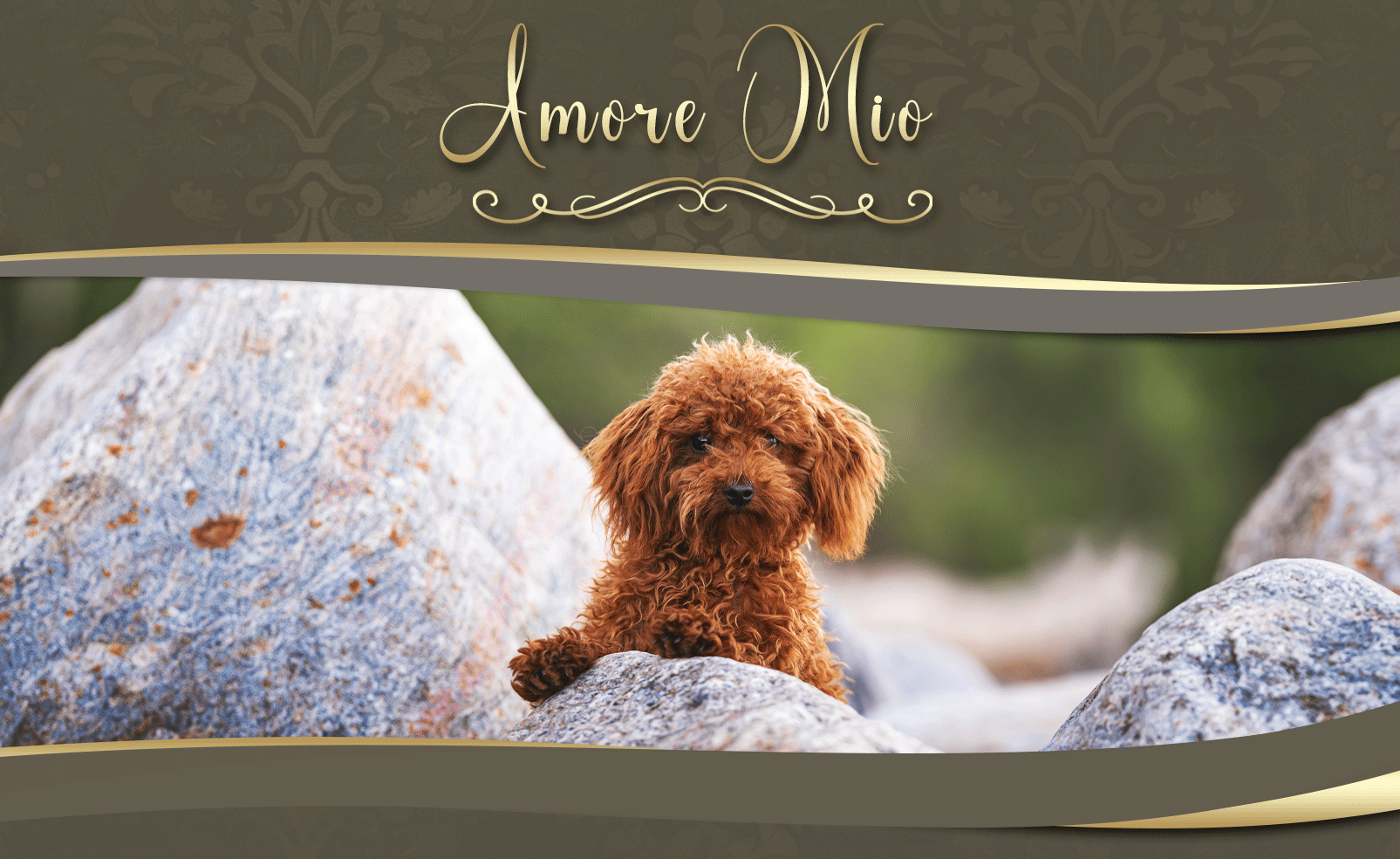 Amore Mio Pudel & Malteserzucht