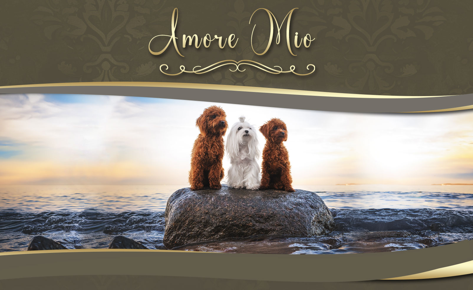 Amore Mio Pudel & Malteserzucht