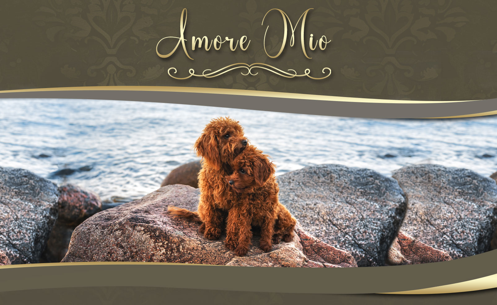 Amore Mio Pudel & Malteserzucht